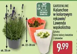 ALDI Gardenline Kalanchoe w kolorowym rękawie/ Lawenda wąskolistna oferta