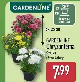 ALDI Gardenline Chryzantema oferta