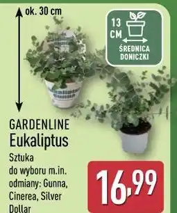 ALDI Gardenline Eukaliptus oferta