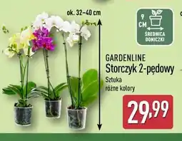 ALDI Gardenline Storczyk 2-pędowy oferta