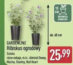 ALDI Gardenline Hibiskus ogrodowy oferta