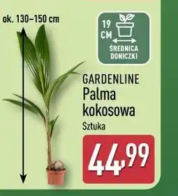ALDI Gardenline Palma kokosowa oferta