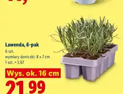 Lidl Lawenda 6-pak wys. ok. 16 cm oferta