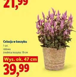 Lidl Celozja w koszyku wys. ok. 47 cm oferta
