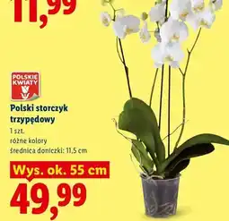 Lidl Storczyk trzypędowy polski Polskie Kwiaty wys. ok. 55 cm oferta