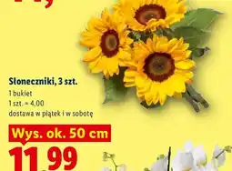 Lidl Słoneczniki 3-pak wys. ok. 50 cm oferta