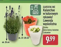 ALDI Kalanchoe w kolorowym rękawie Gardenline oferta