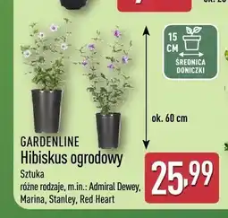 ALDI Hibiskus ogrodowy Gardenline oferta