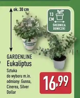 ALDI Eukaliptus Gardenline oferta
