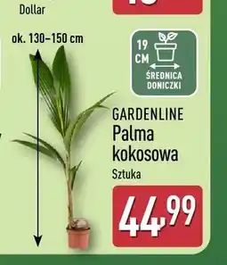 ALDI Palma kokosowa Gardenline oferta