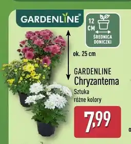 ALDI Chryzantema Gardenline oferta