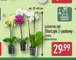 ALDI Storczyk 2-pędowy Gardenline oferta