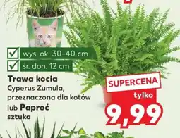 Kaufland Trawa kocia lub Paproć oferta