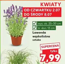 Kaufland Lawenda wąskolistna Sztuka oferta