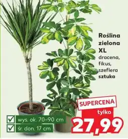 Kaufland Roślina zielona XL oferta