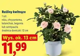 Lidl Rośliny kwitnące oferta