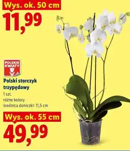 Lidl Polski storczyk trzypędowy oferta