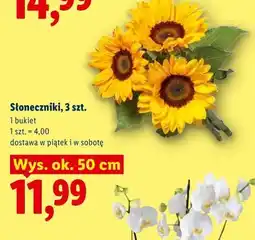 Lidl Słoneczniki, 3 szt oferta