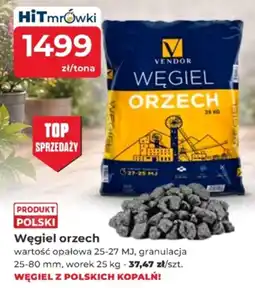 Mrówka Węgiel orzech oferta