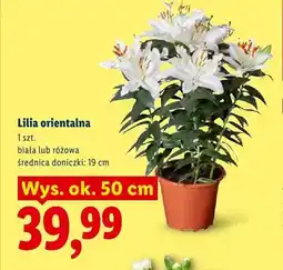 Lidl Lilia orientalna różowa oferta
