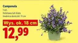 Lidl Campanula biała oferta