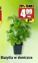 API MARKET Bazylia w doniczce oferta