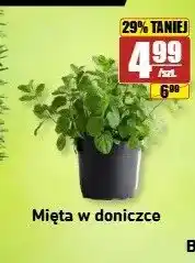 API MARKET Mięta w doniczce oferta