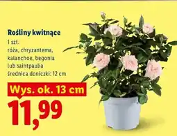 Lidl Roślina kwitnąca Chryzantema wys. ok. 13 cm oferta