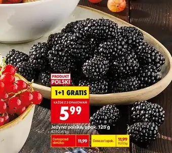 Jeżyna polska