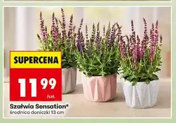 Biedronka Szałwia Sensation oferta