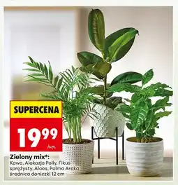 Biedronka Roślina doniczkowa Zielony mix Kawa oferta
