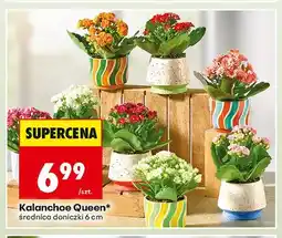 Biedronka Kalanchoe Queen oferta