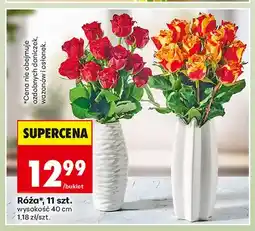 Biedronka Róża 11-pak oferta