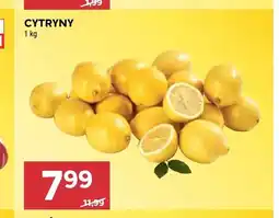 Stokrotka Cytryny oferta