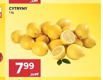 Stokrotka Cytryny oferta