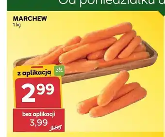 Stokrotka Marchew oferta