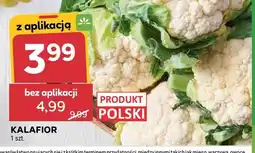 Stokrotka Kalafior oferta
