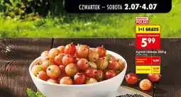 Biedronka Agrest różowy oferta