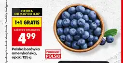 Biedronka Polska borówka amerykańska oferta