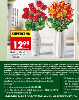 Biedronka Róża*, 11 szt oferta