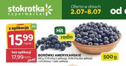 Stokrotka BORÓWKI AMERYKAŃSKIE oferta