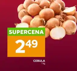 Stokrotka Cebula oferta