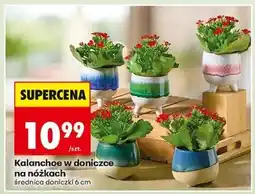 Biedronka Kalanchoe w doniczce na nóżkach oferta