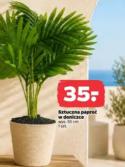 Netto Paproć oferta