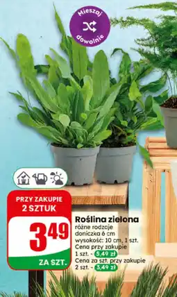 Dino Roślina doniczkowa S! oferta
