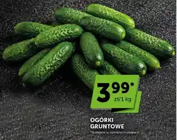 ABC Ogórki gruntowe oferta