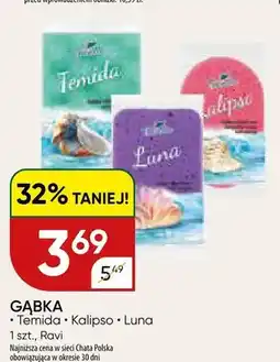 Chata Polska Gąbka Ravi Temida oferta