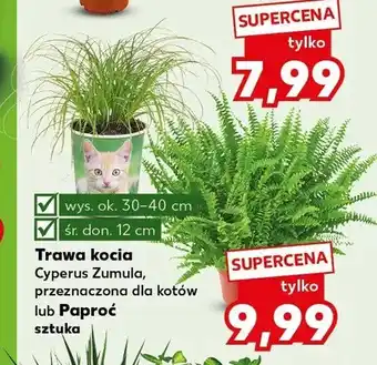 Kaufland Paproć oferta