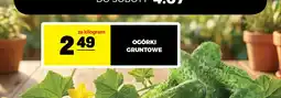 Gram Market Ogórki gruntowe oferta