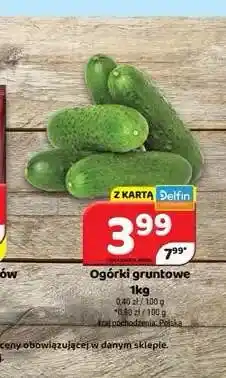 Delfin Ogórki gruntowe oferta